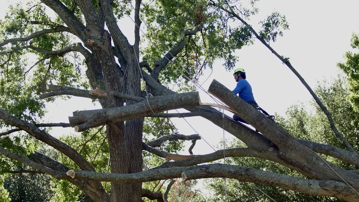 Professional Crown Thinning performed by certified arborists in Rock Falls